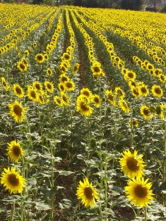 girasoles