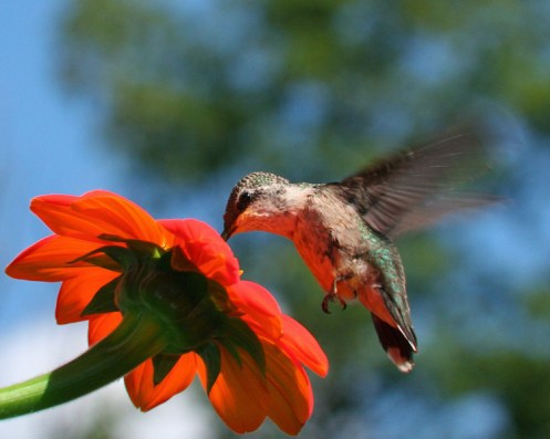 hummingbirds