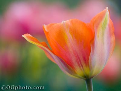 0604_tulips095.jpg