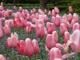 tulipanes2.jpg