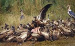 buitres_comiendo