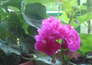 Geranio en mi ventana