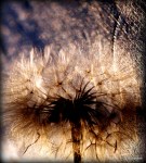 1-IMG_6664