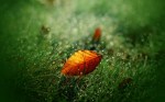 1600×1200-nature-wallpapers-download-id