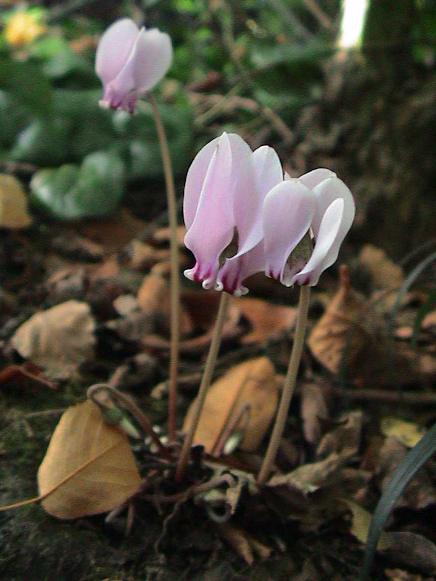 Cyclamen_hederifolium
