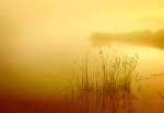 goldenfog
