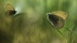 macro-photography29