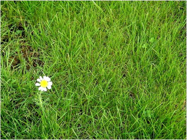 Margarita y tréboles para Ío