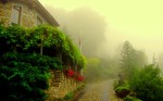 morning-fog-222639