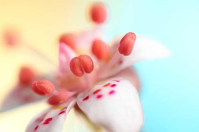 nature-macro-photo-7 Sharon Johnstone