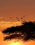 Smith_Ndutu_morning_birds_07