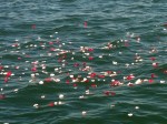 waterflowers