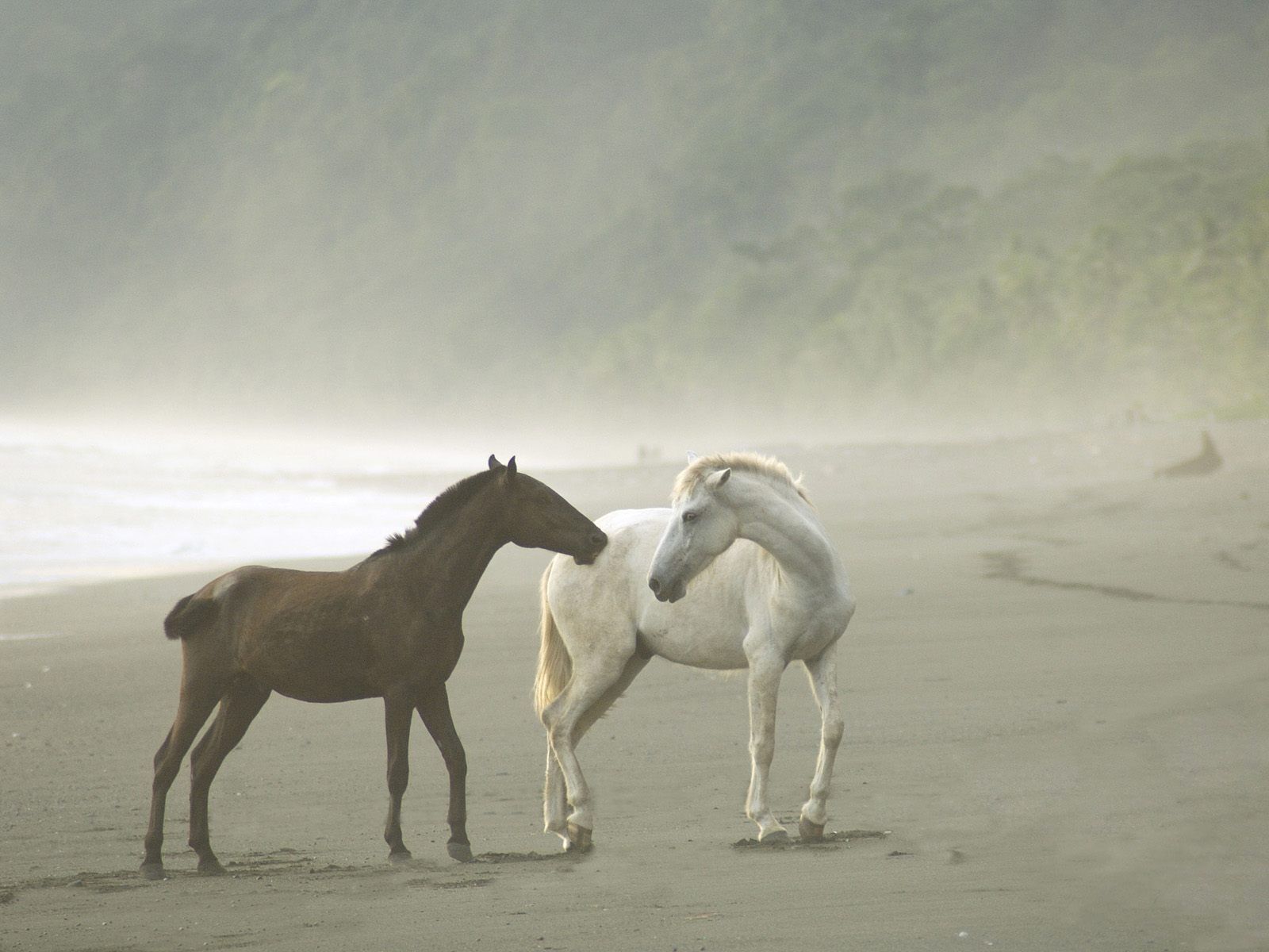 Wild_Horses_in_Fog_Osa_Peninsula_Costa_Rica