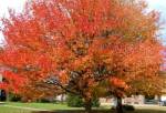 Arce-rojo