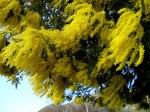 AROMO EN FLOR