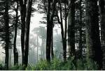 BOSQUE DE COHIHUES