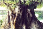 Camécuaro 7