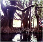 Camécuaro 9