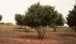 corylus_avellana_truffier_planfor01