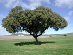 ENCINA1