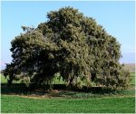 enebro