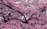 flor-cerezo_1000