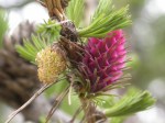 flor del alerce