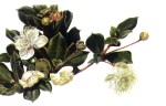 flor_arrayan