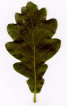 hoja