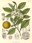 naranja