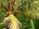palmera