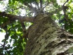 SDC10897arbol zapote gigante&nbsp;elixer
