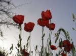 amapolas – foto de Julie&nbsp;Sopetrán