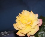 LAS ROSAS