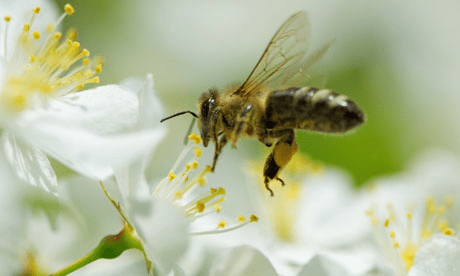 BEE