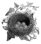 nest