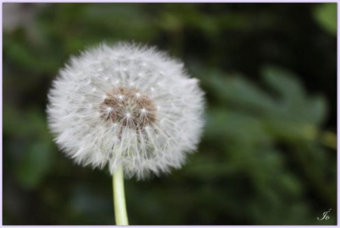 Diente-de-león-para-Julie