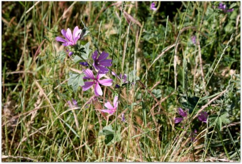 Flor de malva para Ío