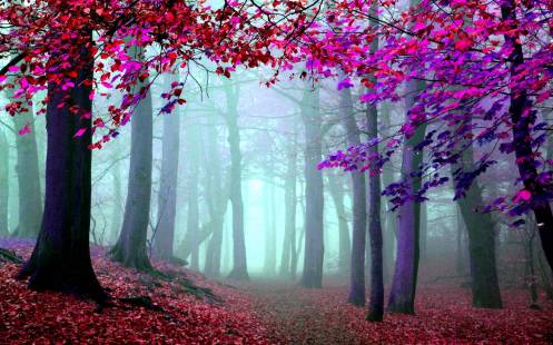 foto-artistica-bosques-1