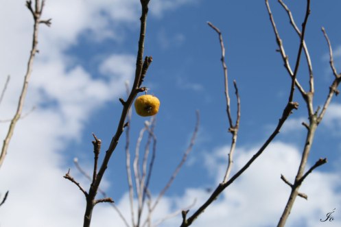 Manzanita para Julie