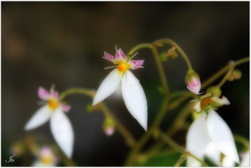 Pequeñez para Julie (1)