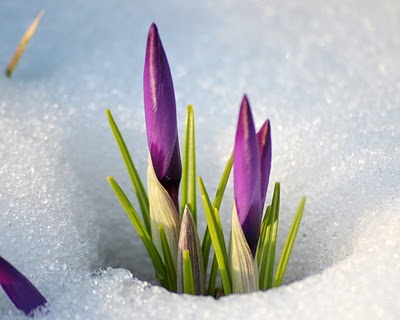 Nature_Flowers_From_under_snow_027856_