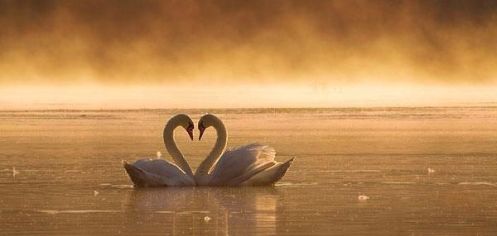 602265_453165978060010_267191997_n