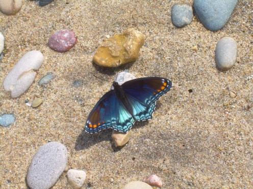 Butterfly_on_the__Beach_DMThompson.24662517_std