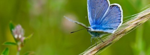 mariposa_azul_en_una_rama-t1
