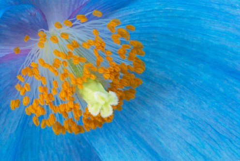 Sue1_ppyblue4527a_800 tony sweet