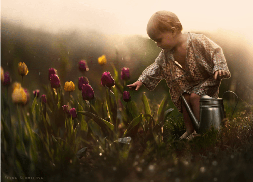 Elena-Shumilova-Photographie-Tulipes