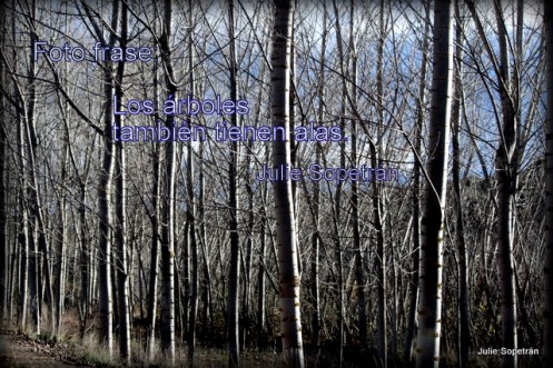 los árboles también tienen alas