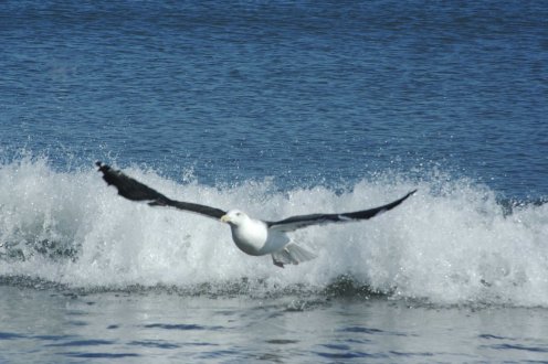seagull-flying