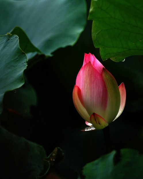 tumblr_n32ifjpudb1sooy9go1_500